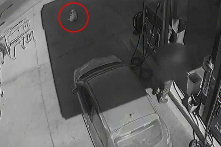 Σοκ στα Χανιά: Η στιγμή που αυτοκίνητο πατάει και σκοτώνει σκύλο σε βενζινάδικο (βίντεο)